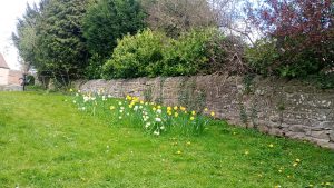 Daffodils on the Village Green, Spring 2026